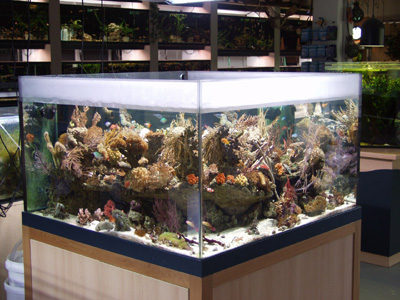 aquaristik pascal ladengeschaeft konstanz 4